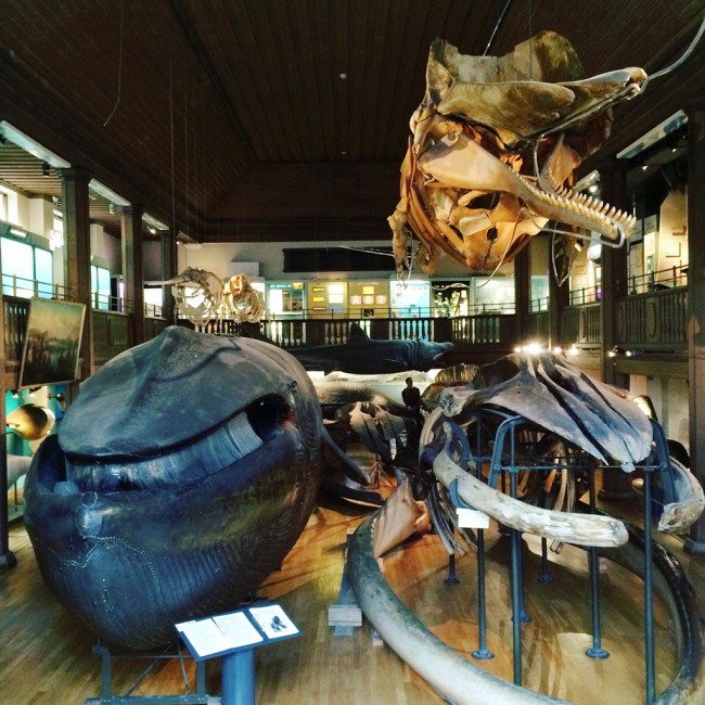 Gothenburg NHM whale