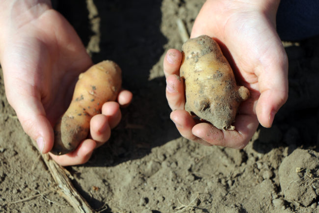 Potato Festival Domäne Dahlem Berlin