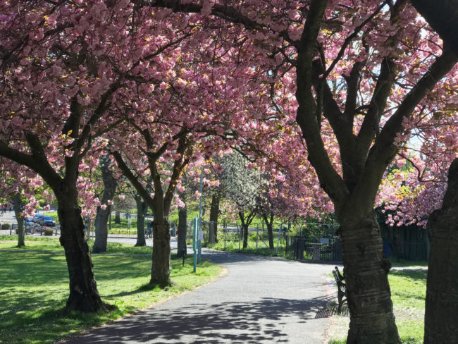 Cherry blossom season in Edinburgh