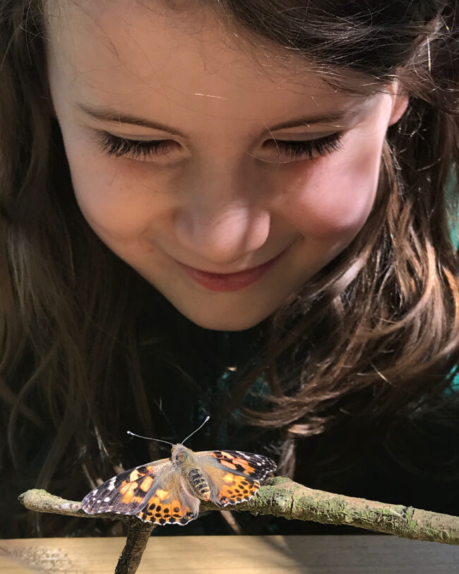 Raising Butterflies