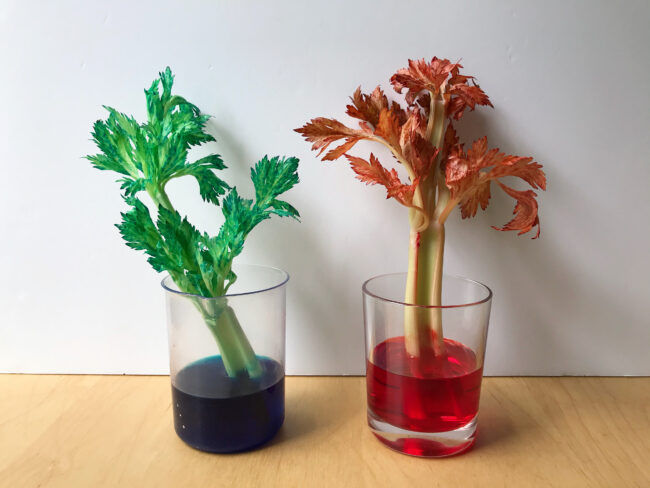 Colour Changing Celery Science Experiment