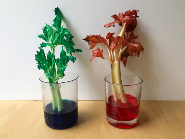 Celery science experiment the bear the fox
