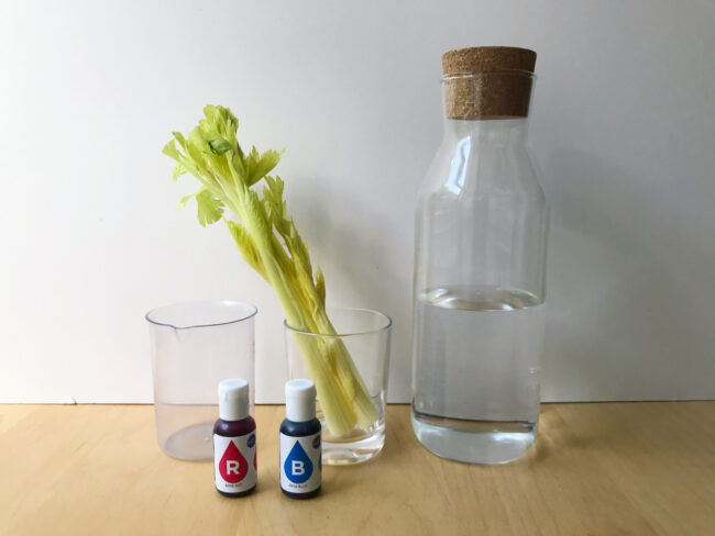 Colour Changing Celery Science Experiment