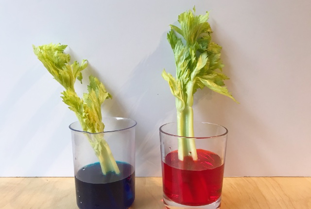 Colouring Changing Celery Science Experiment