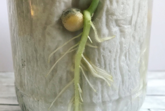 Growing Peas in a Glass