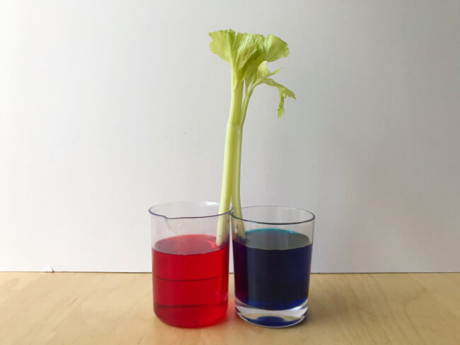 Colour Changing Celery Science Experiment