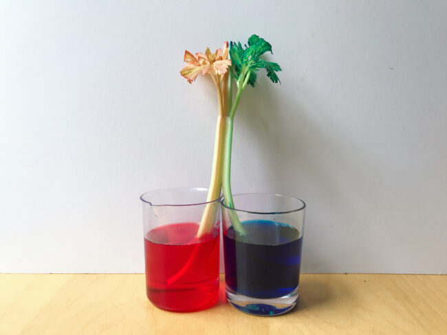 Colour Changing Celery Science Experiment