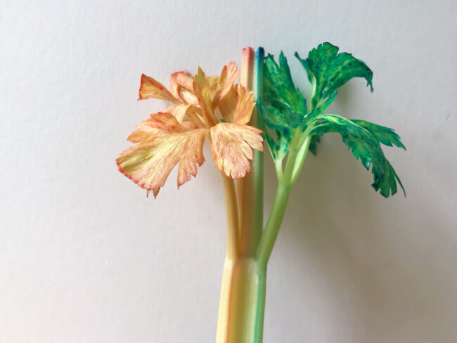 Colour Changing Celery Science Experiment