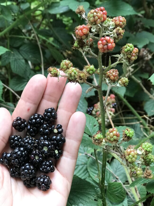 Foraging for Brambles