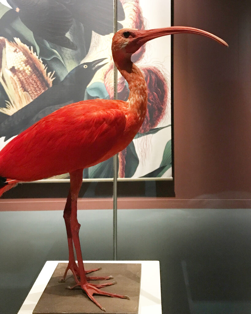 Audubon's Birds of America National Museums Scotland