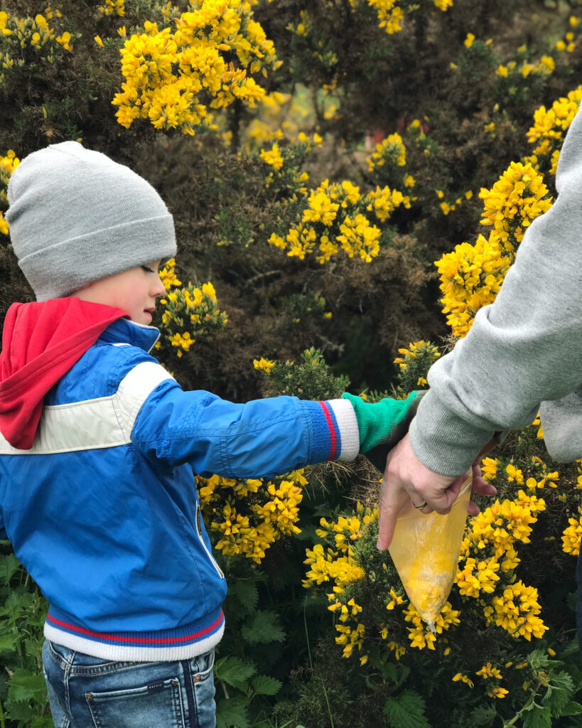 Gorse Flower Cordial Recipe