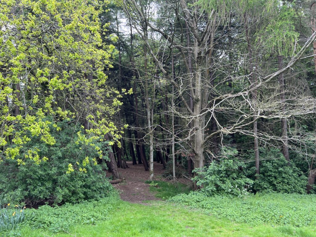 Buckstone Park Woods