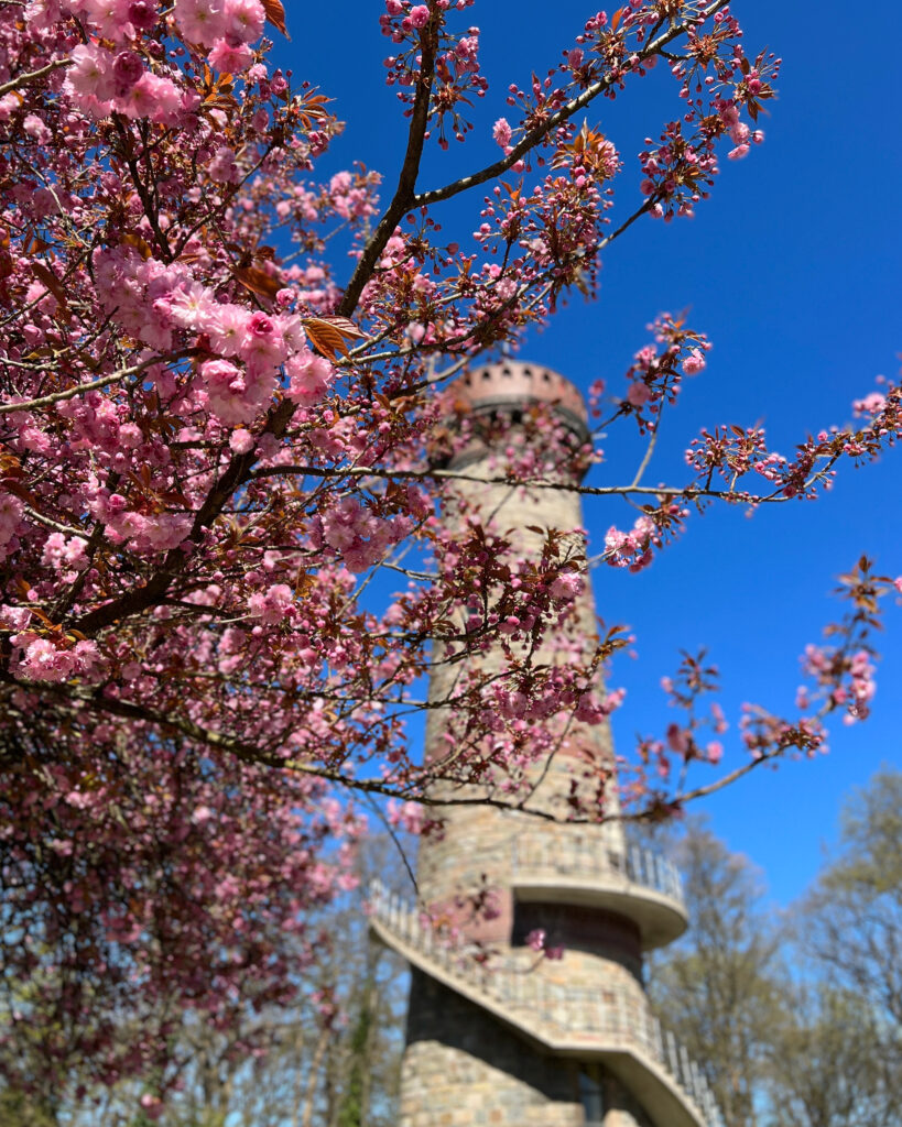 Wuppertal Toelleturm Kirschblüten