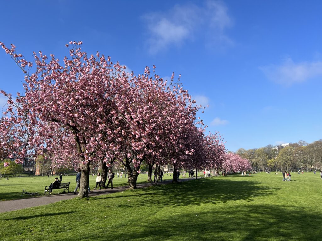 Edinburgh cherry blossoms