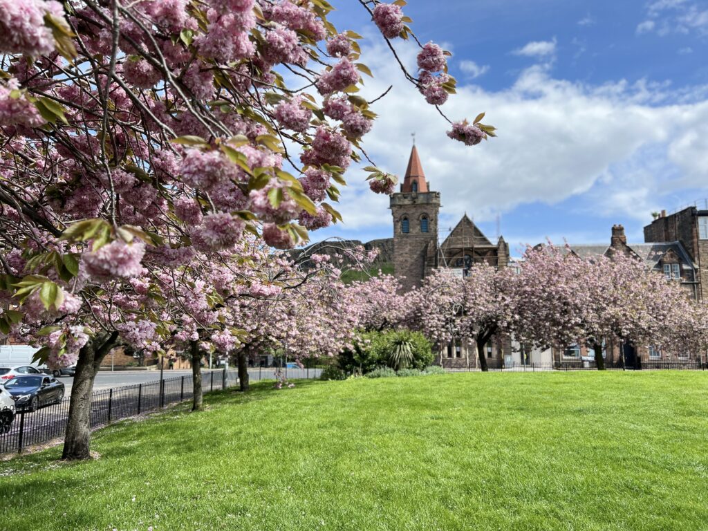 Cherry blossom trees in Deaconess Garden