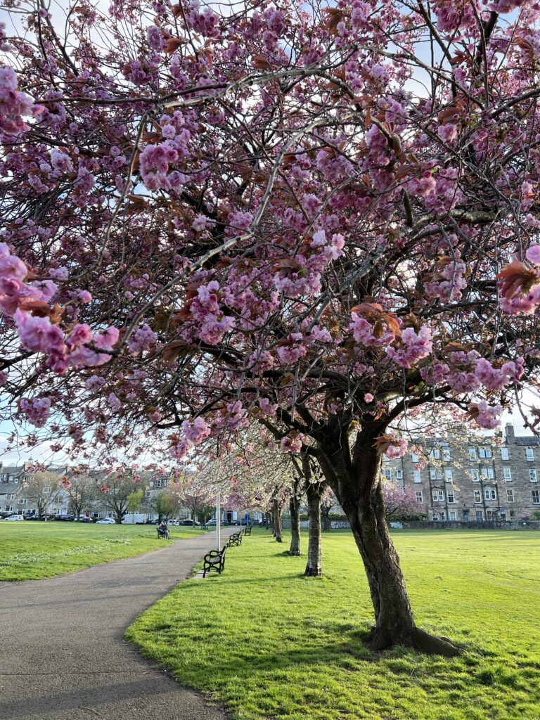 Cherry blossom trees at Harrison Park