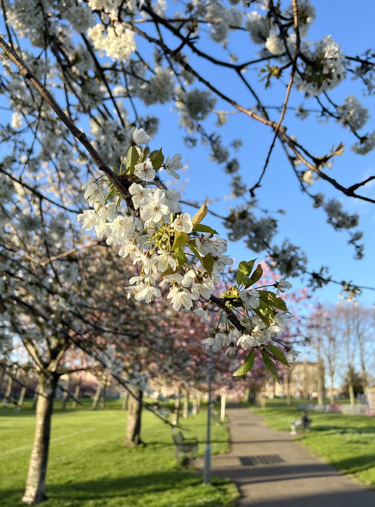 Cherry blossom trees at Harrison Park