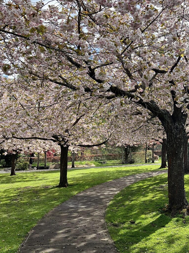 Cherry blossom trees at Lauriston Castle