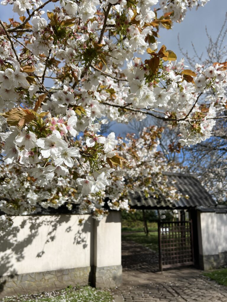 Cherry blossom trees at Lauriston Castle