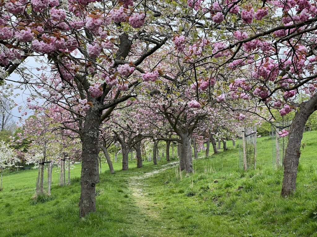 Cherry Blossom trees at Braidburn Valley Park in Edinburgh