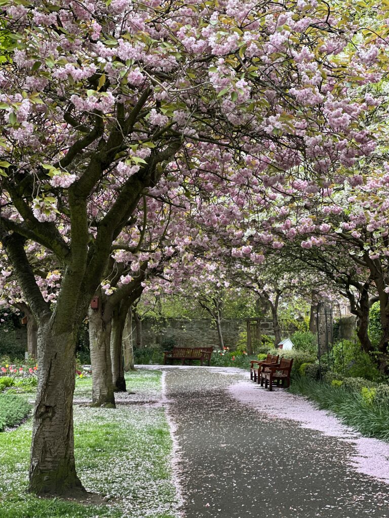Cherry Blossom trees at Starbank Park in Edinburgh