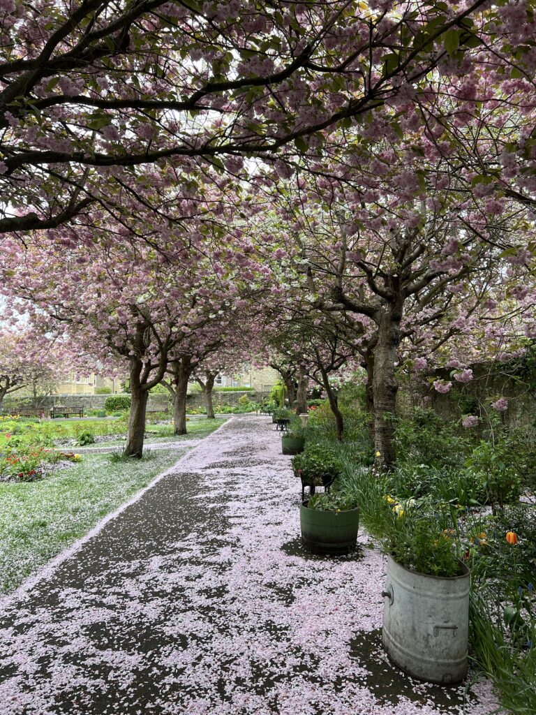 Cherry Blossom trees at Starbank Park in Edinburgh