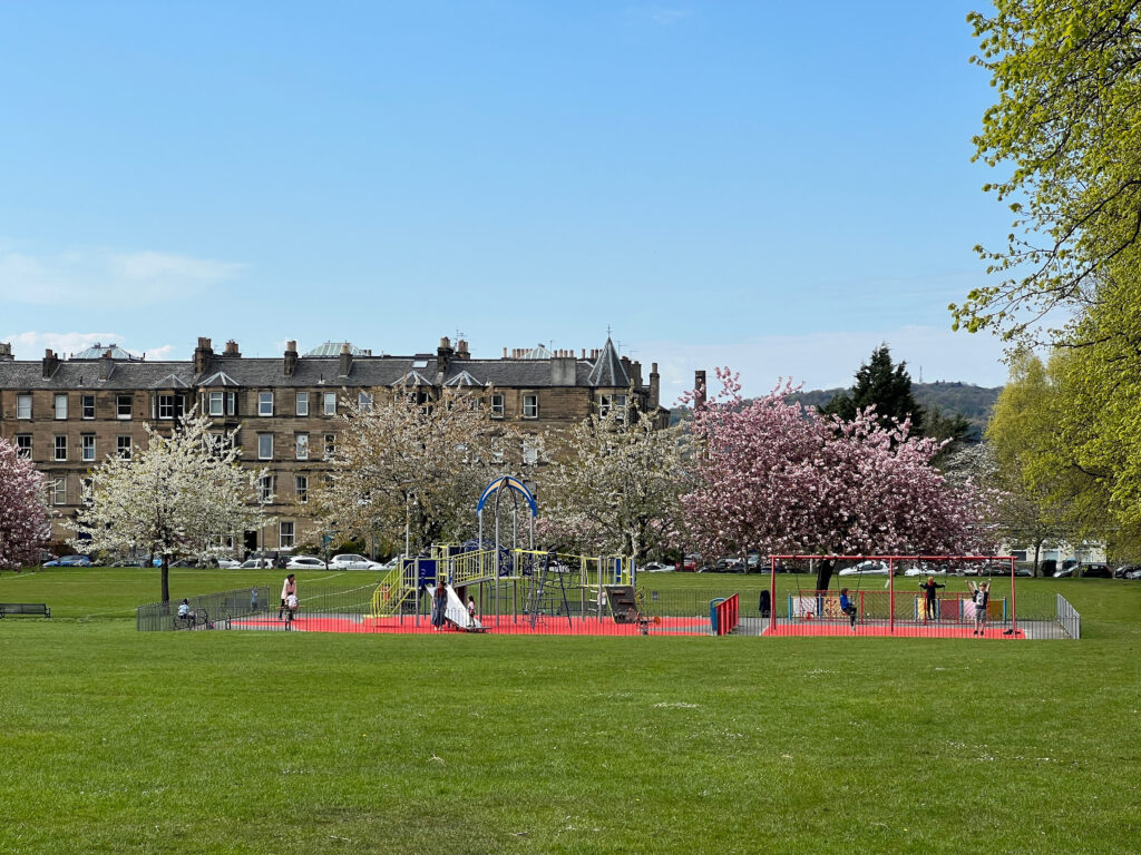 Cherry Blossom trees in Harrison Park in Edinburgh