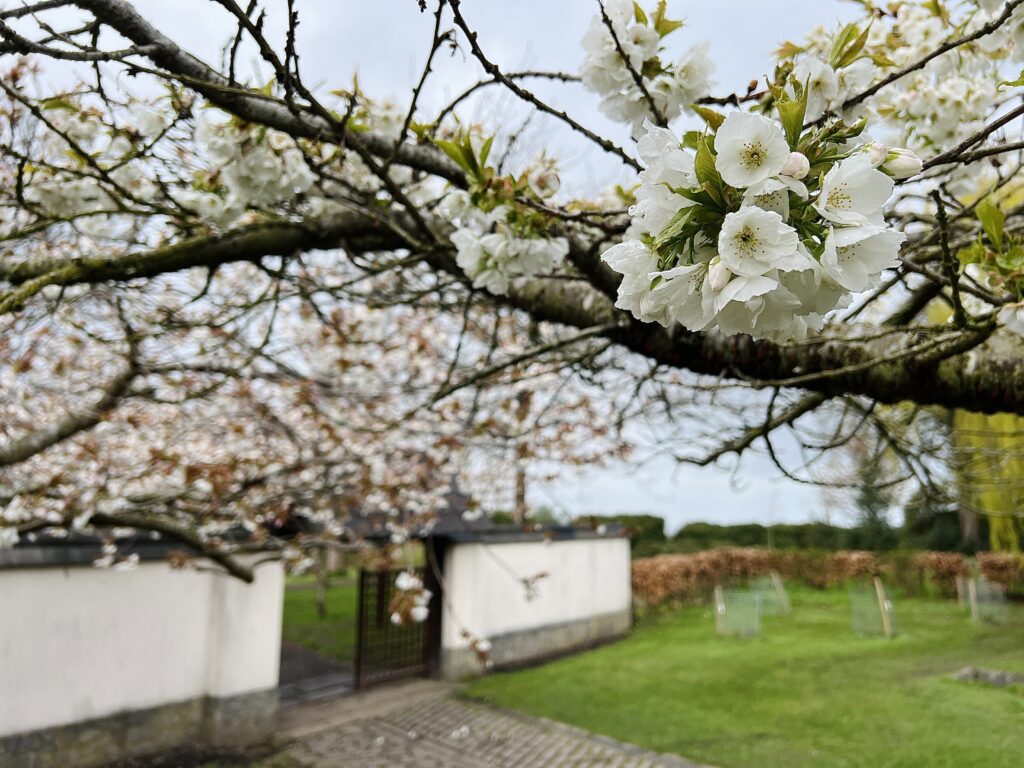 Cherry Blossom trees in the Kyoto Friendhsip Garden at Lauriston Castle in Edinburgh