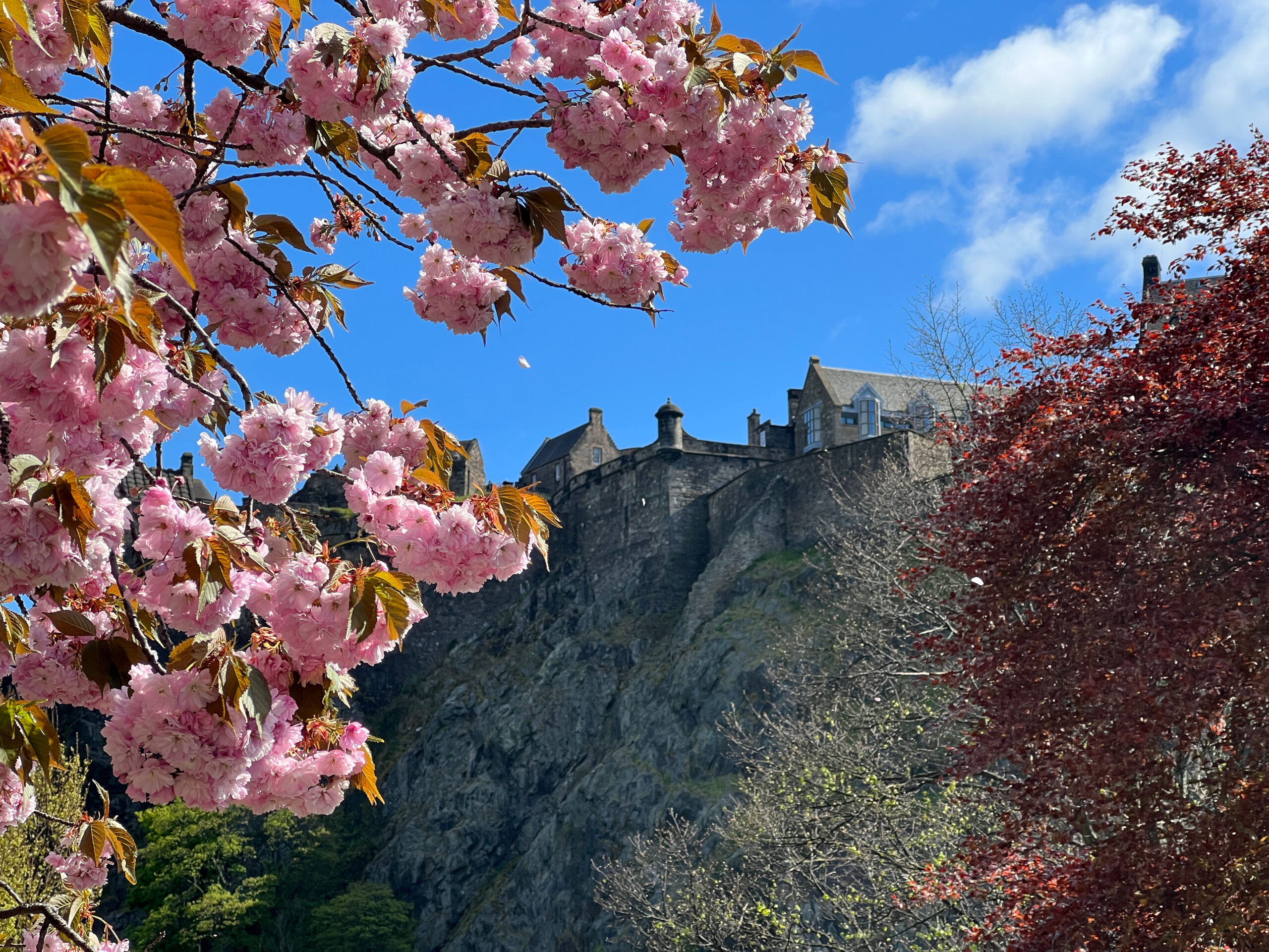 Cherry Blossom trees in Princes Street Gardens in Edinburgh