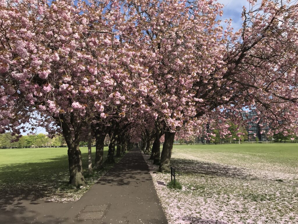 Cherry Blossom trees in The Meadows in Edinburgh
