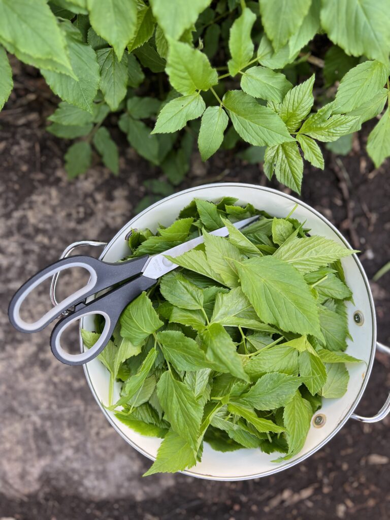 A colander full of foraged ground elder leaves