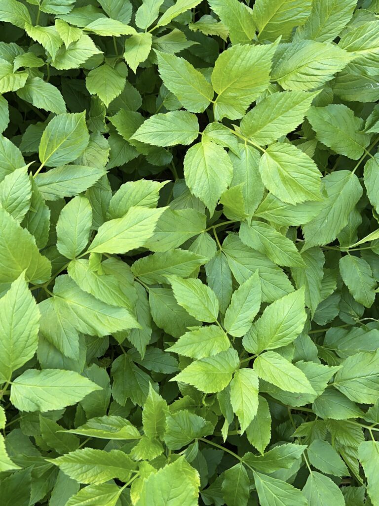 Ground Elder leaves