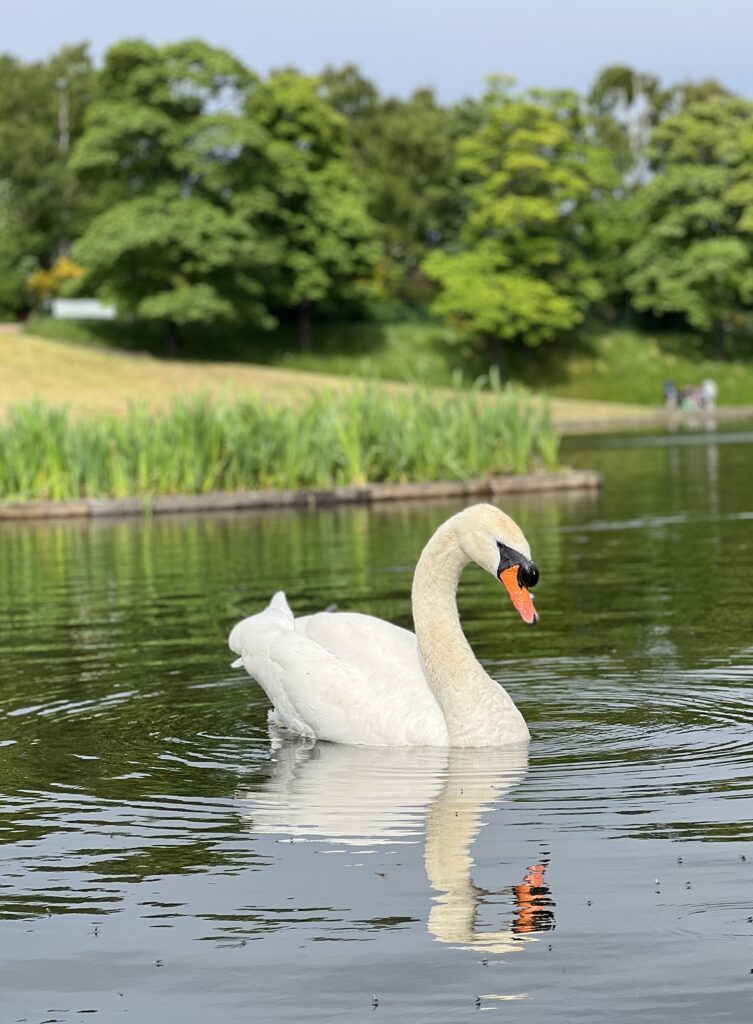 Inverleith Park swan