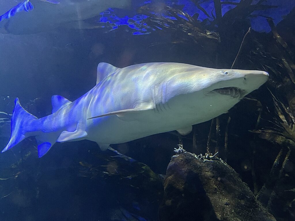 Deep Sea World shark