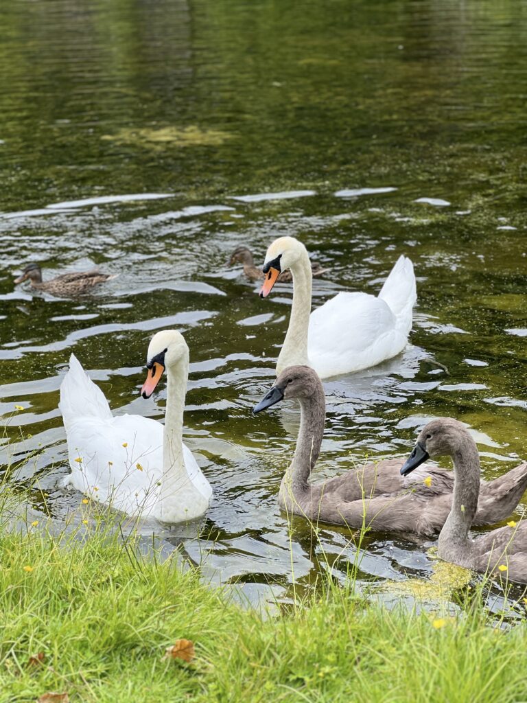 Summerlee Museum swans