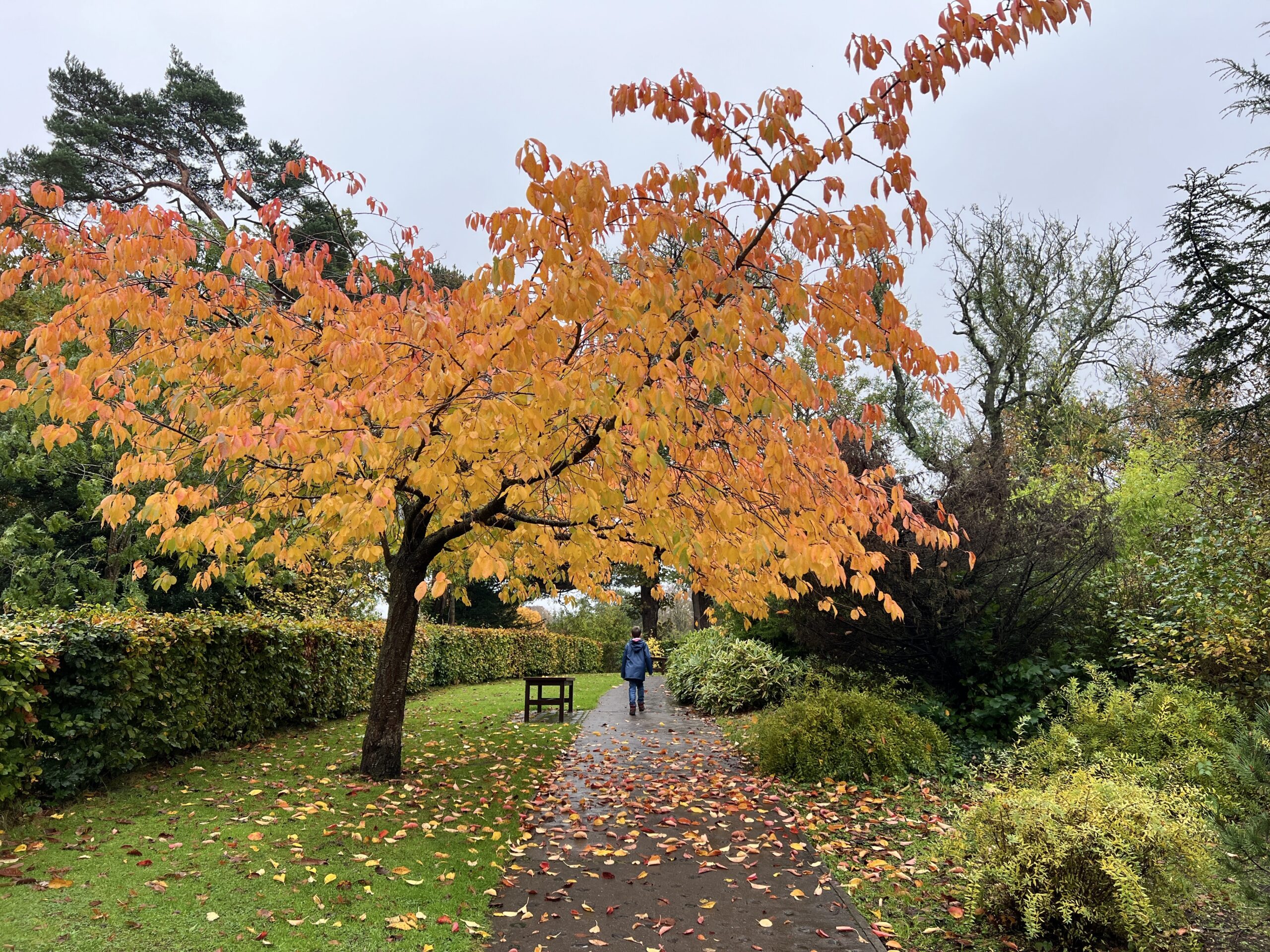 Lauriston Castle Autumn foliage