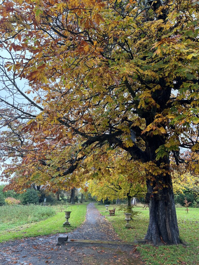 Lauriston Castle Autumn leaves