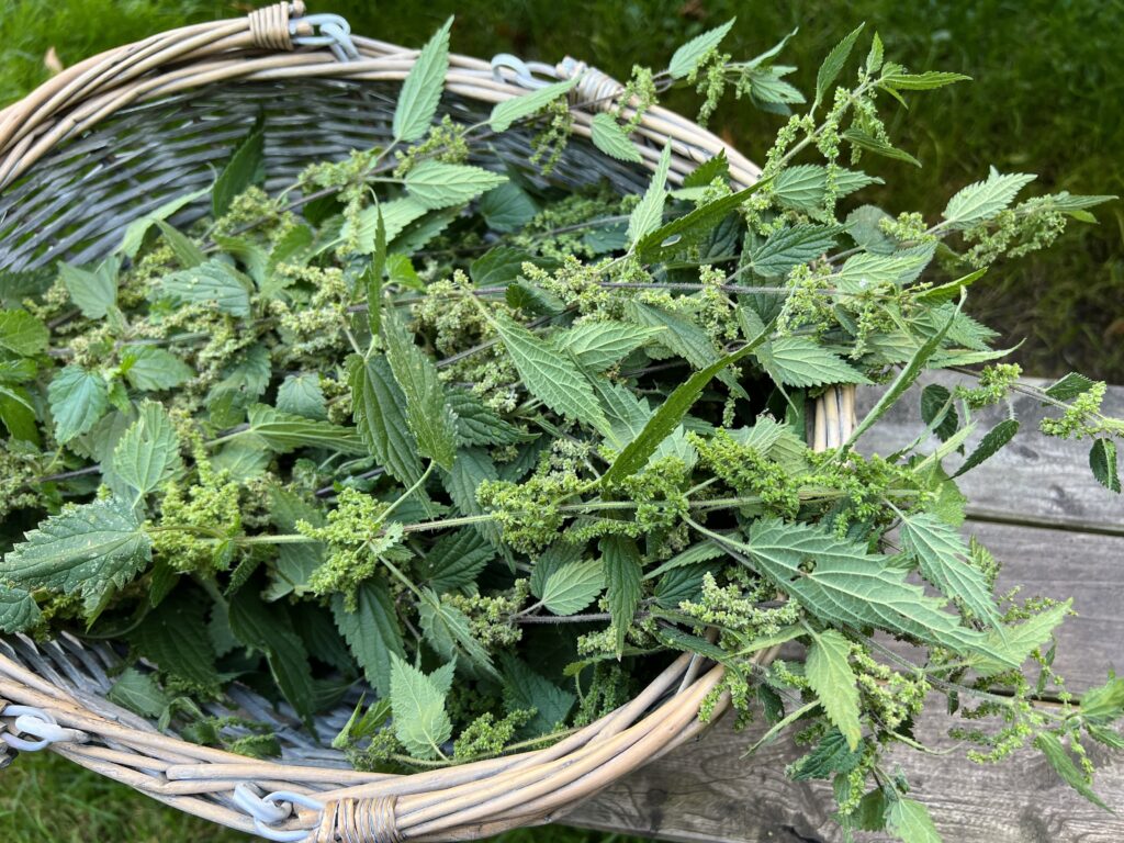 nettle plants in a basket