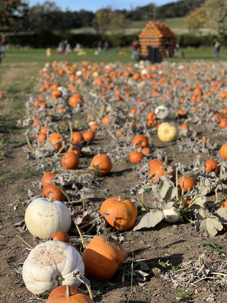 Kilduff Pumpkin Patch