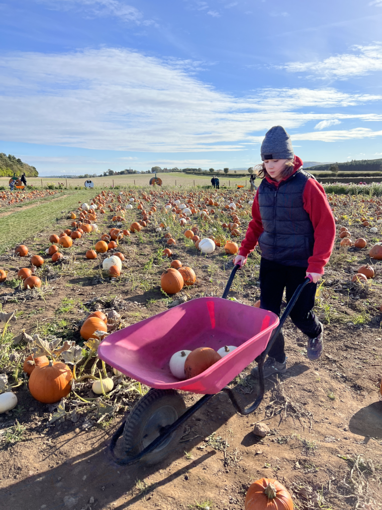 Kilduff Pumpkin Patch