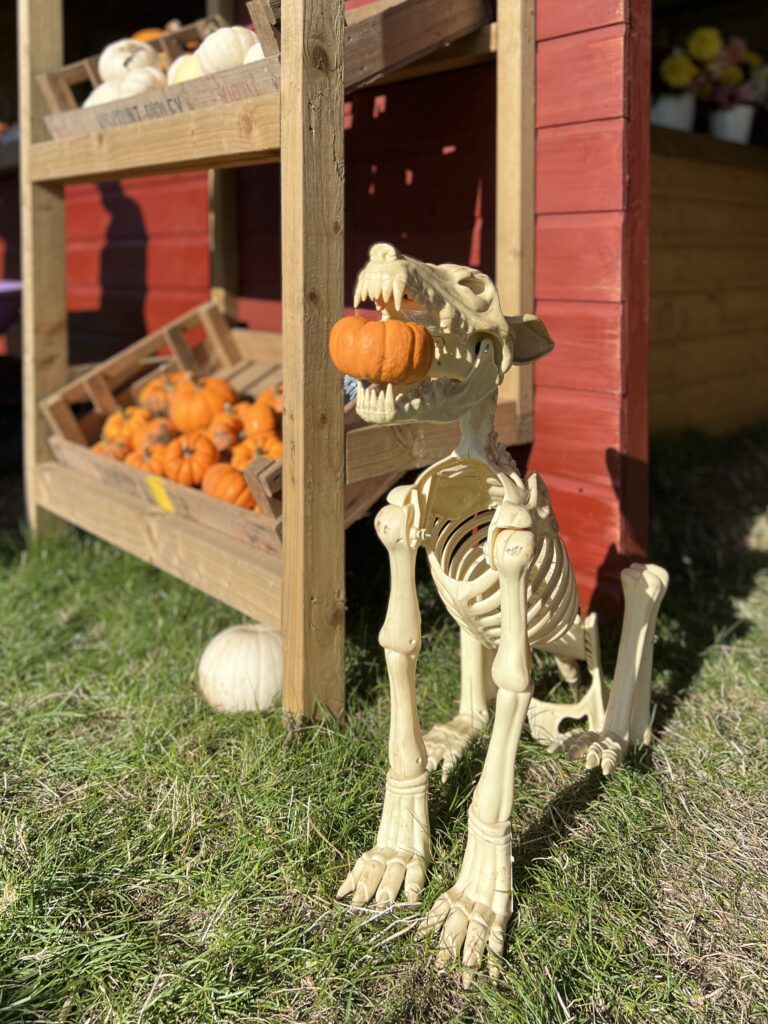 Kilduff Pumpkin Patch Skeleton Dog