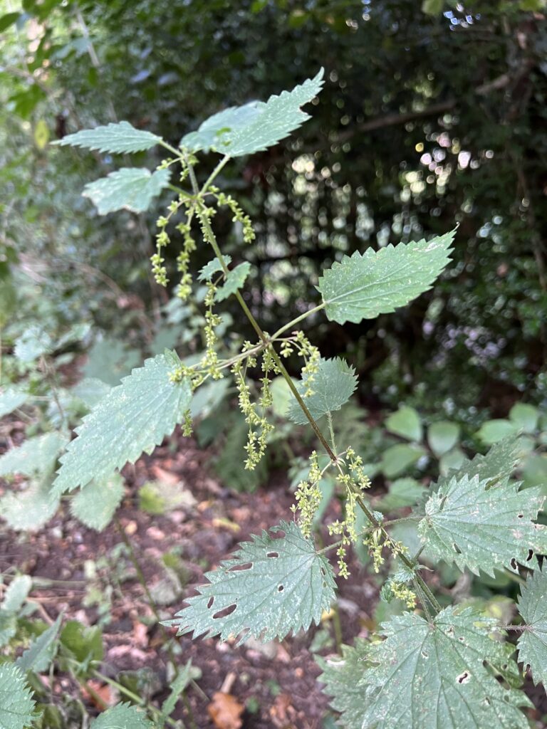 male nettle plant