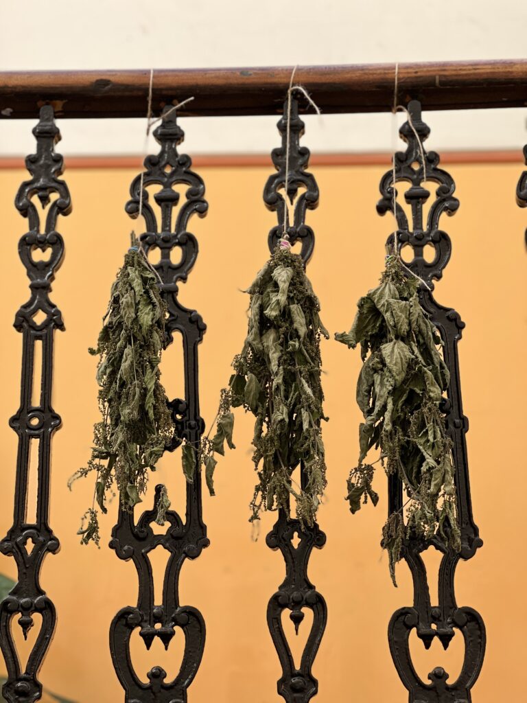 nettle plants hanging up to dry