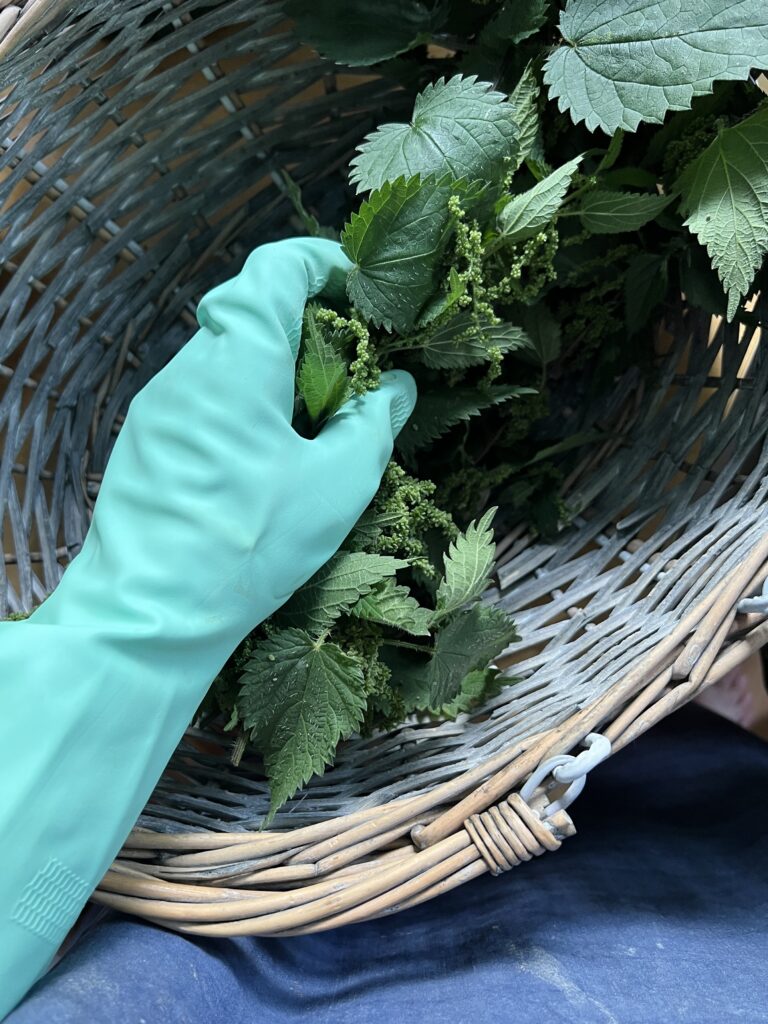 gathering nettle plants