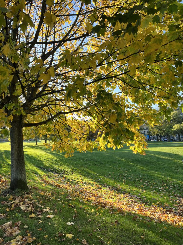 Tree with Autumn leaves