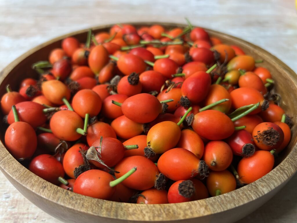 Bowl of rose hips