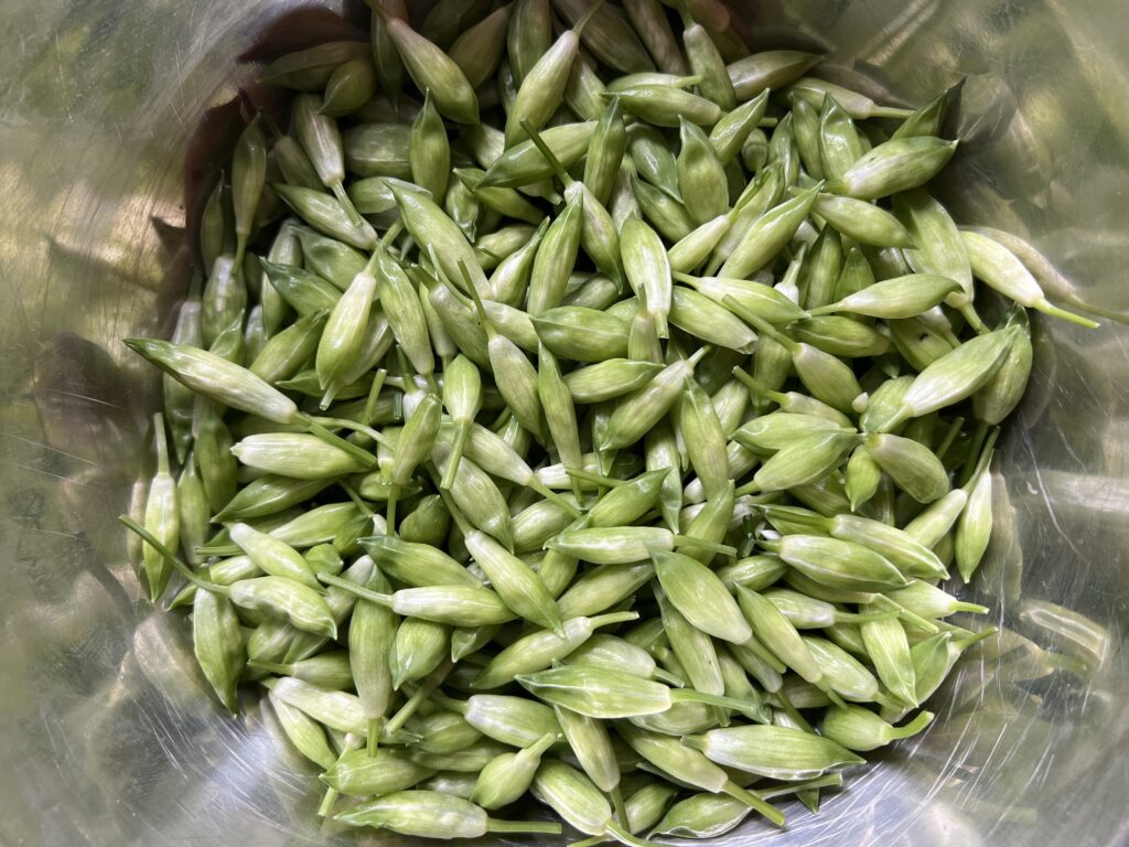 wild garlic buds