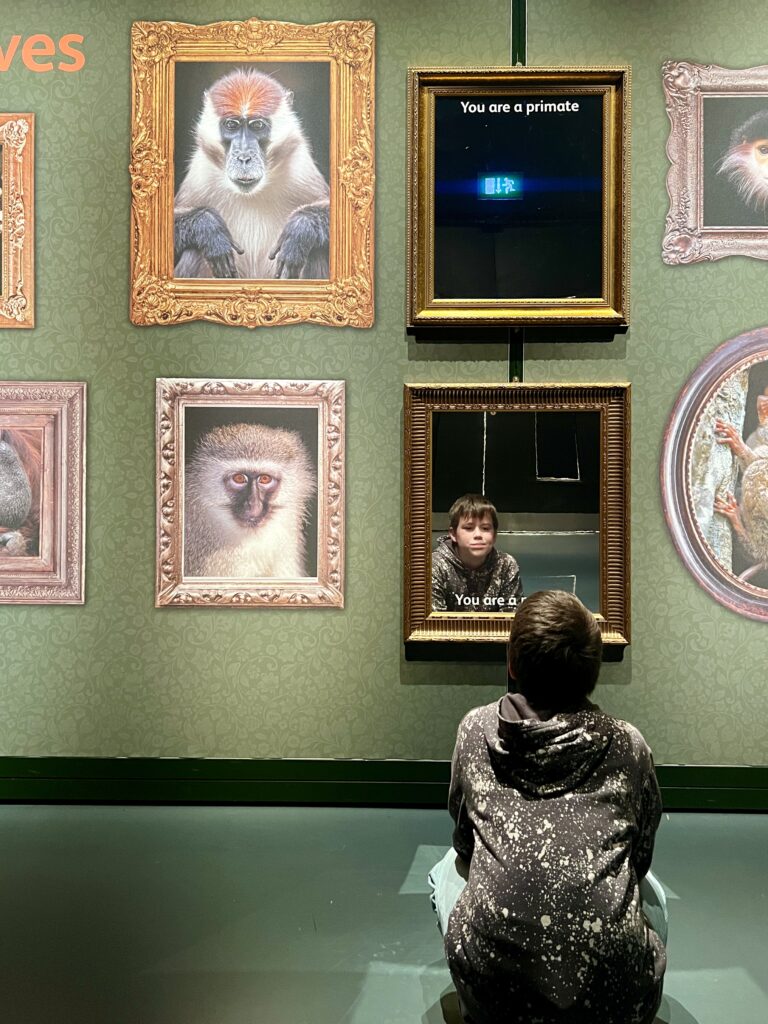 Monkeys Our Primate Family mirrors