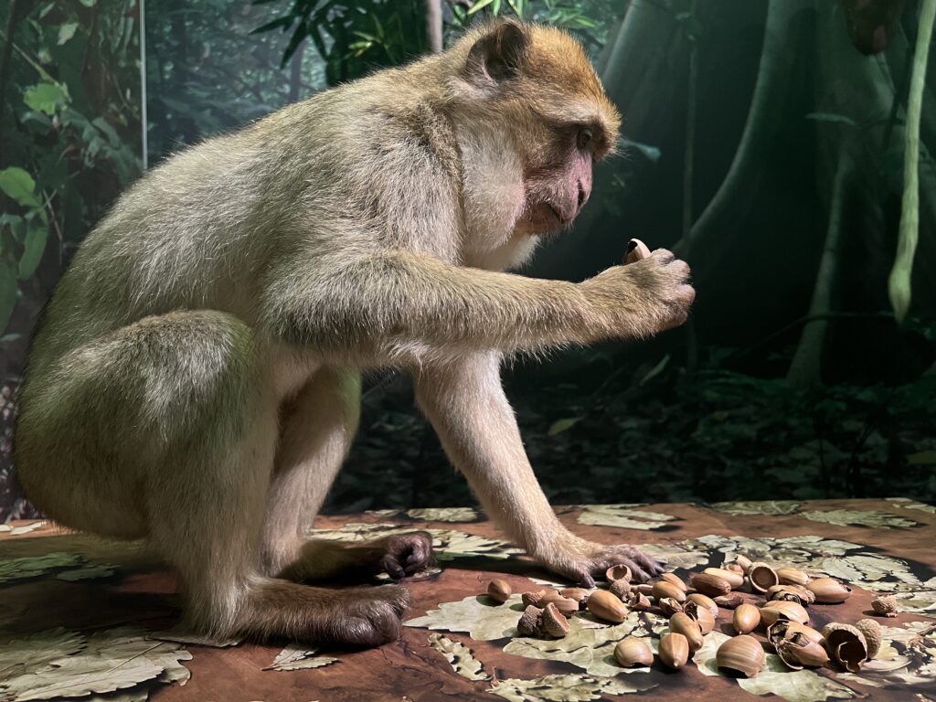 Monkeys Our Primate Family - monkey opening acorns