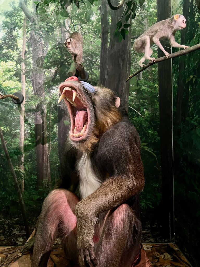 Monkeys Our Primate Family mandrill